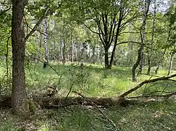 Eichen-/Birkenwald mit Pfeifengras südl. Bökerhöhe