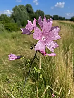 Die Moschus-Malve liebt den trockeneren Rheindeich