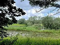 Feuchtgebiet östlich Grimlinghausen