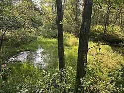 Feuchte Rinnen durchziehen den Erlensumpfwald