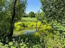 Urdenbacher Altrheinarm