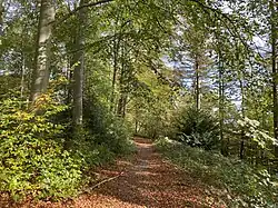 Eiben und Stechpalmen unter Buchen