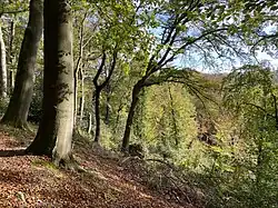 Buchen-Starkholzwald am Steinberg