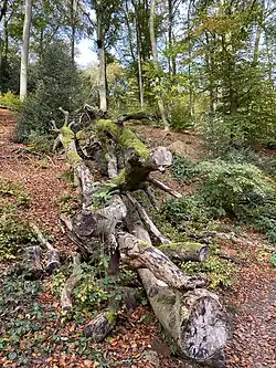 Totholz – Lebenselexier im NSG