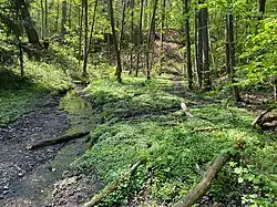 Landsberger Graben mit Milzkrautflur unterhalb Schloss Landsberg