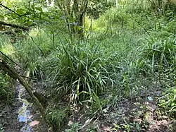 Oberer Simonshofer Bach (Nordteil NSG)