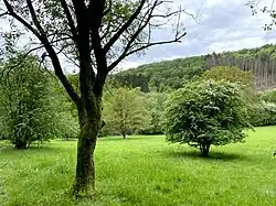 NSG Morsbach (Breitenbruch)