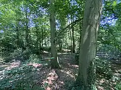 Buchenwald mit Starkholz