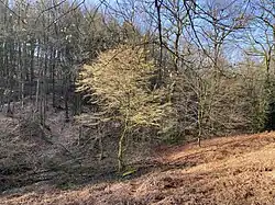 Kerbtal Platzer Siepen