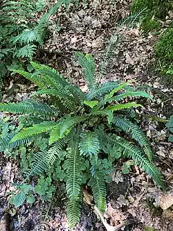 Rippenfarn (Blechnum spicant) im NSG