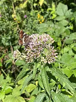 Landkärtchen (2. Gen.) auf Wasserdost im NSG