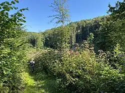 Drüsiges Springkraut dominiert im unteren Westerbachtal