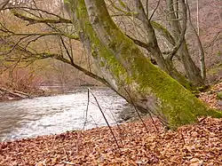 Blick auf die Wupper: Waldhang rechts im Naturschutzgebiet
