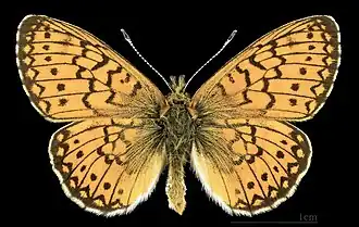 Randring-Perlmuttfalter