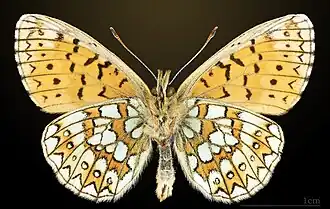 △ Randring-Perlmuttfalter