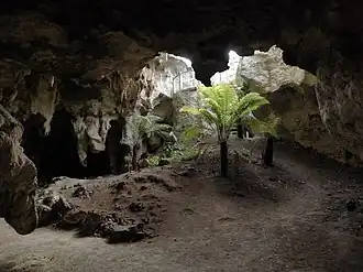 Baumfarn im Naracoorte-Caves-Nationalpark, Südaustralien