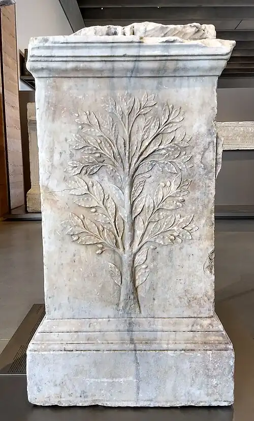 Rechte Seite mit Lorbeerbaum.