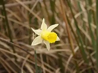 Narcissus nevadensis