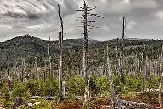 Blick vom Sulzriegel zum Gipfel des Lusen
