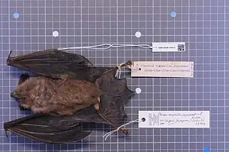 P. d. yayeyamae, Männchen ventral