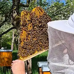 Oberträger mit Bienen aus einer Bienenbarke / Top Bar Hive