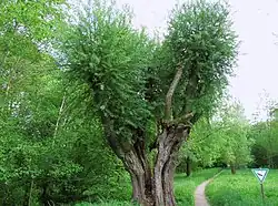 Feuchtwiesen mit alter Kopfweide ⊙48.7973789.320221