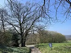 Naturdenkmal 3-stämmige Stieleiche