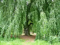 Naturdenkmal Hänge-Buchen im Helfenberger Park in Dresden