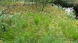 Schwingrasen mit Scheidigem Wollgras