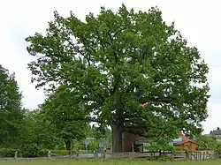 130-jährige Stieleiche