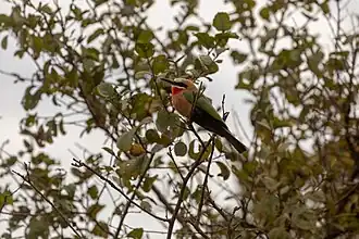 Ein Weißstirnspint (Merops bullockoides) im Arusha-Nationalpark