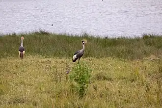 Ein Südafrika-Kronenkranich (Balearica regulorum) im Arusha-Nationalpark