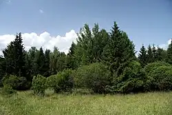 Mokřady pod Vlčkem