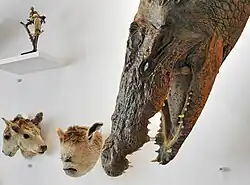 Nilkrokodil und andere Kuriositäten