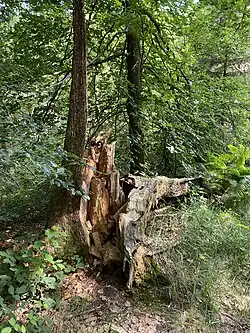 Totholz – wichtiger Bestandteil des NSG