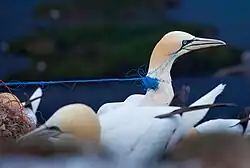 Helgoland Naturschutzgebiet Lummenfelsen – Basstölpel im Todeskampf