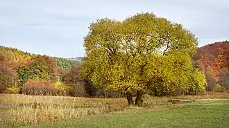 Seggenried und Auenwald im Unteren Weißbachtal.