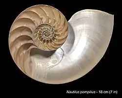 Gemeines Perlboot (Nautilus&nbsp;pompilius) 🌐 Phragmokon überwiegend aus Aragonit[12]