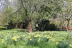 Zentrale Wiese mit Frühblühern