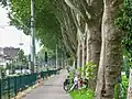 Eine lange Platanenallee am Radweg vor Mannheim