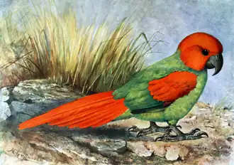 Rodrigues-Papagei aus Walter Rothschild: Extinct Birds 1907