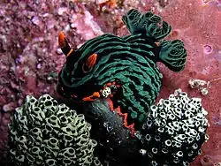 Nacktkiemer (Nembrotha kubaryana)