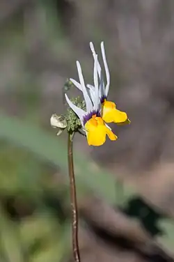 Nemesia cheiranthus[13]