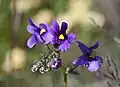 Nemesia fruticans[12]