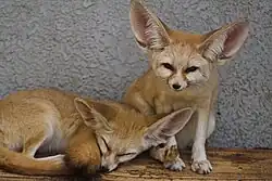 Foto zweier Fenneks