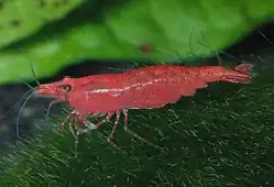 Neocaridina davidi, Farbform Sakura