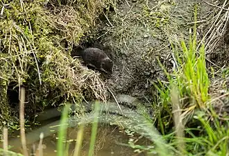 Wasserspitzmaus (Neomys fodiens)