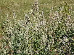 Echte Katzenminze (Nepeta cataria)