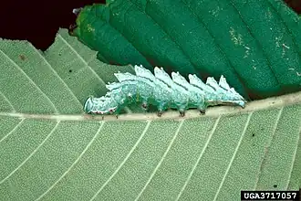 Raupe, Seitenansicht