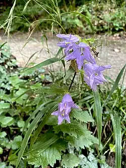 Nesselblättrige Glockenblume im NSG